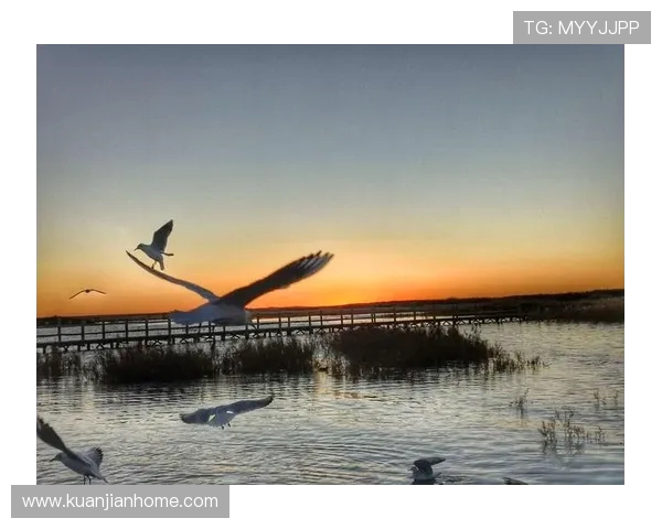 飞盘女将陈秀英的成长之路与梦想追逐的精彩对话 飞盘女将陈秀英的成长之路与梦想追逐的精彩对话